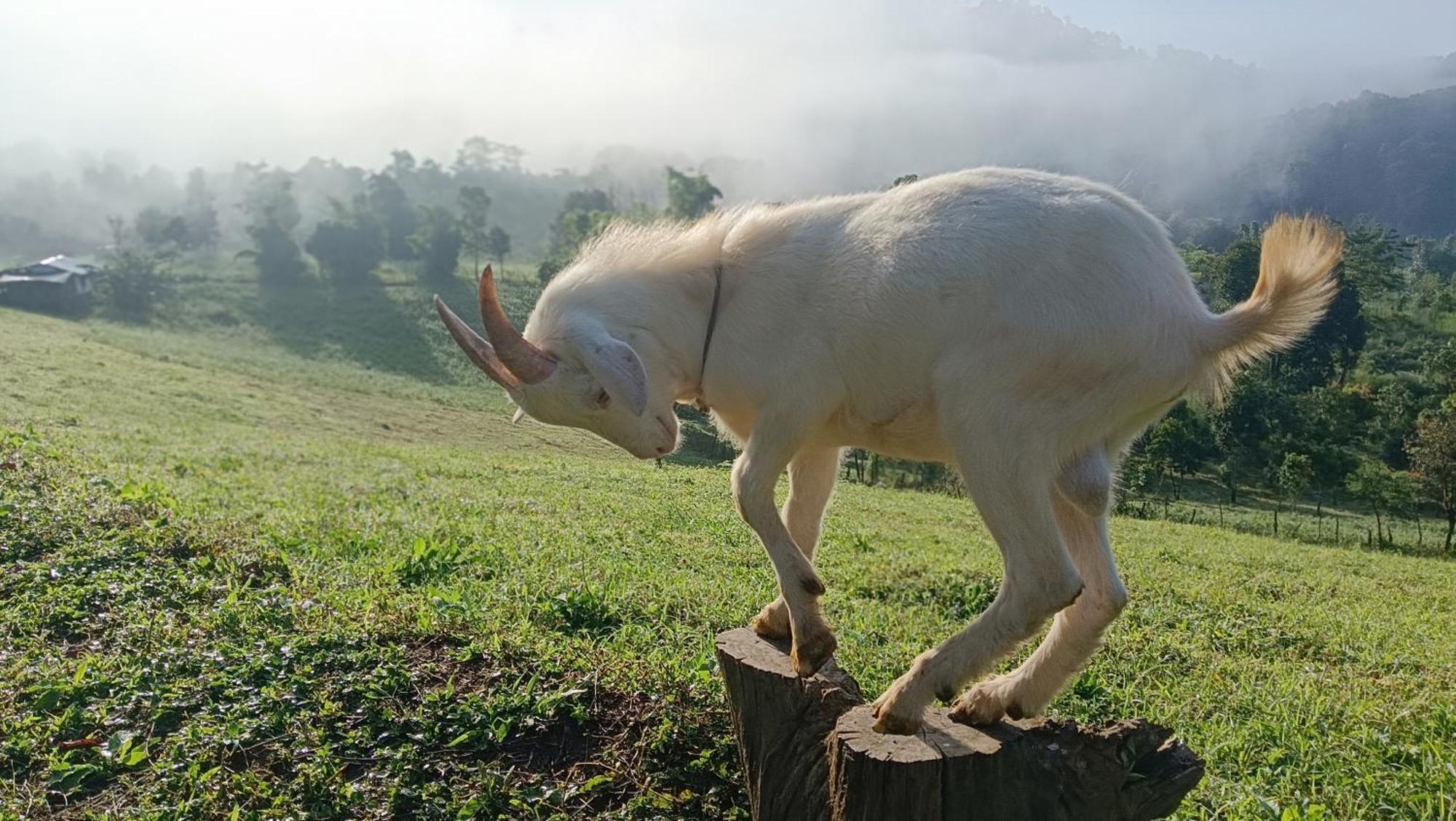 ไร่นิธิสุนทร Nithisoonthon Farmstay Mae Hong Son Eksteriør billede