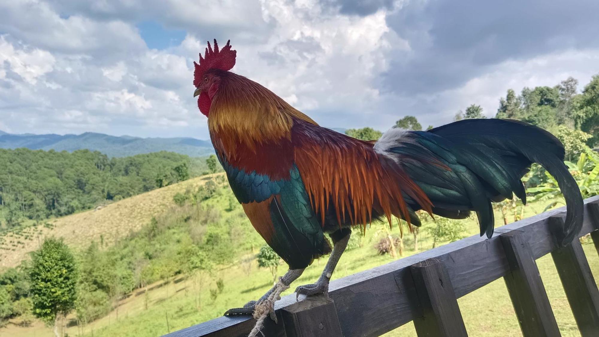 ไร่นิธิสุนทร Nithisoonthon Farmstay Mae Hong Son Eksteriør billede
