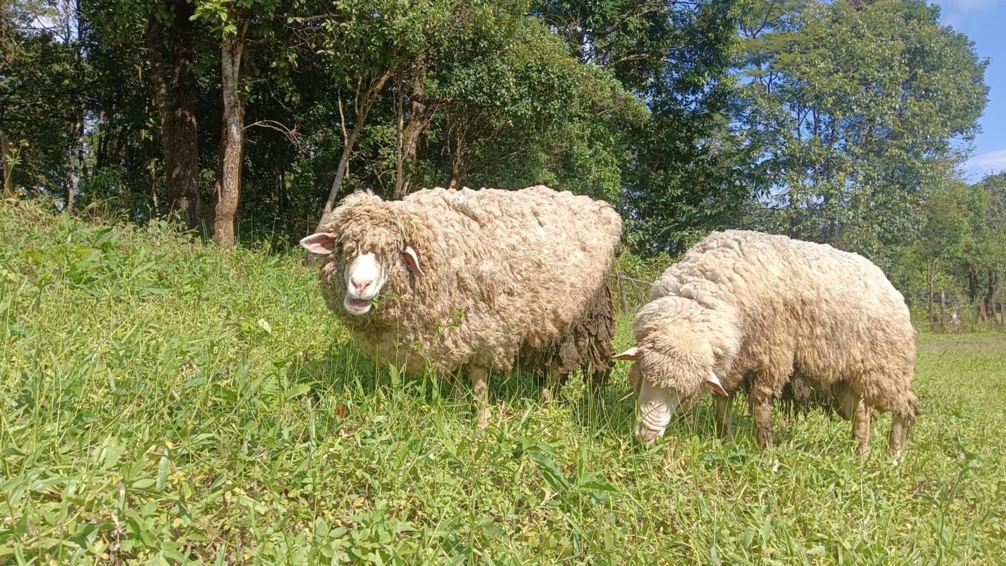 ไร่นิธิสุนทร Nithisoonthon Farmstay Mae Hong Son Eksteriør billede